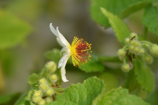 African hemp - Latin name - Sparmannia africana