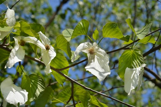 Handkerchief tree white flowers - Latin name - Davidia involucrata var. Vilmoriniana