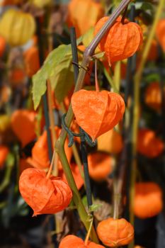 Bladder cherry - Latin name - Physalis alkekengi