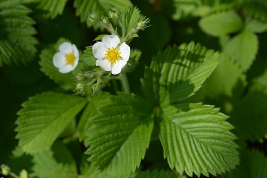 Wild strawberry flower - Latin name - Fragaria vesca