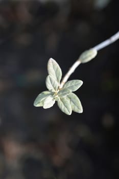 Tree germander - Latin name - Teucrium fruticans