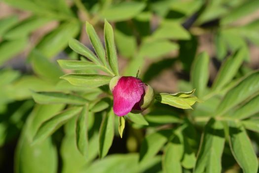 Pink low peony flower bud - Latin name - Paeonia humilis var. villosa