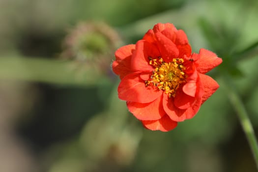 Cinquefoil Gibsons Scarlet - Latin name - Potentilla Gibsons Scarlet