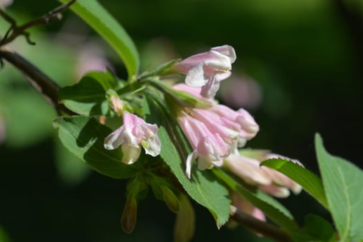 Japanese weigela pale pink flowers - Latin name - Weigela japonica var. sinica