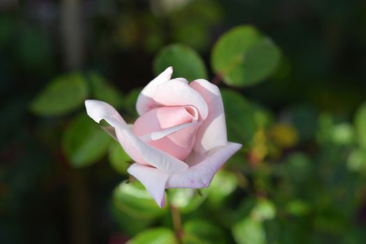 Rose Ballerina flower bud - Latin name - Rosa Ballerina