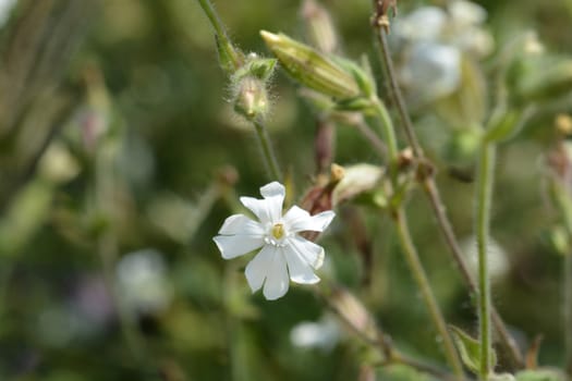 White campion flower - Latin name - Silene paradoxa