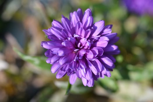 Michaelmas daisy Victoria - Latin name - Aster novi-belgii Victoria