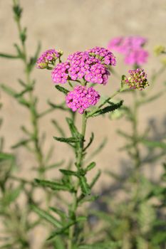 Summer Pastels yarrow - Latin name - Achillea millefolium Summer Pastels