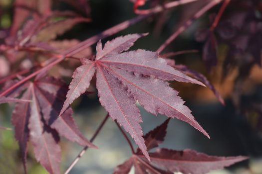 Purple Japanese maple - Latin name - Acer palmatum Atropurpureum