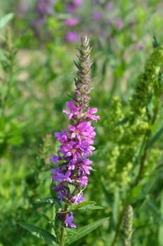 Purple lythrum flower - Latin name - Lythrum salicaria