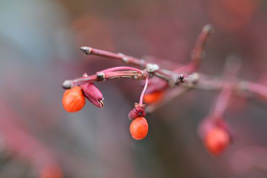 Compact Burning Bush red berries - Latin name - Euonymus alatus Compactus