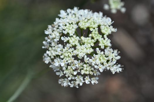Close up of corky-fruited water-dropwort white flower - Latin name - Oenanthe pimpinelloides