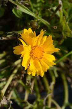 Tickseed Corey Yellow - Latin name - Coreopsis grandiflora