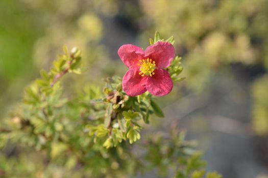 Shrubby Cinquefoil Danny Boy - Latin name - Potentilla Fruticosa Danny Boy