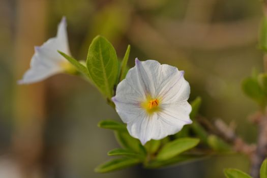 White potato bush - Latin name - Lycianthes rantonnetii (Solanum rantonnetii)