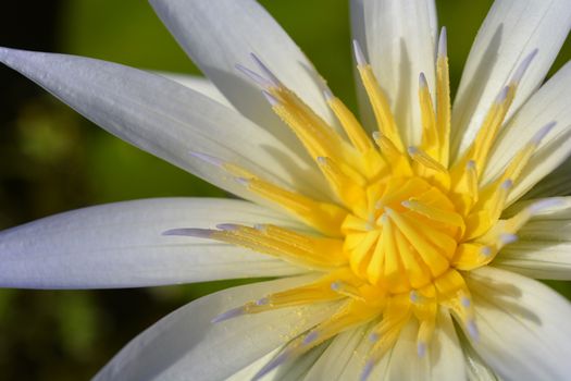 Blue Egyptian lotus cloe up - Latin name - Nymphaea caerulea