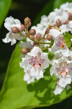 Southern catalpa flower close up - Latin name - Catalpa bignonioides