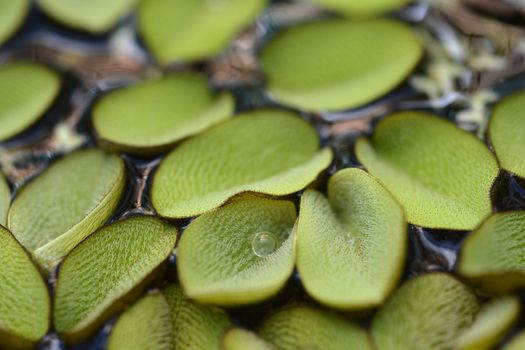 Giant salvinia - Latin name - Salvinia molesta