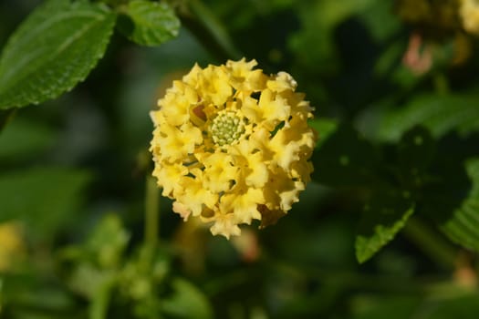 Yellow shrub verbena flower - Latin name - Lantana camara