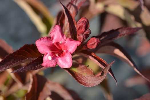 Bristol Ruby Weigela - Latin name Weigela Bristol Ruby