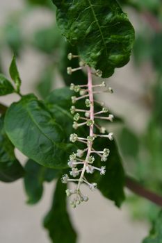 American pokeweed - Latin name - Phytolacca americana