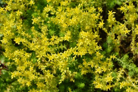 Russian Stonecrop Weihenstephaner Gold - Latin name - Sedum kamtschaticum var. floriferum Weihenstephaner Gold