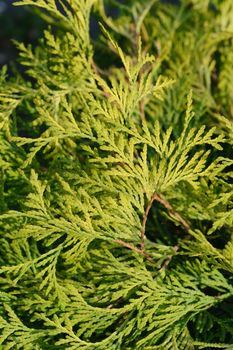 Arborvitae Golden Globe - Latin name - Thuja occidentalis Golden Globe