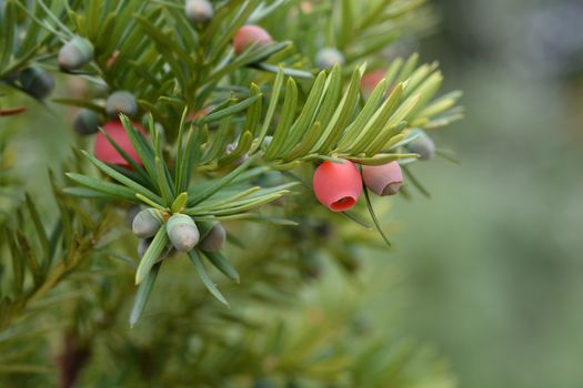 Hicks Hybrid Yew - Latin name - Taxus * media Hicksii