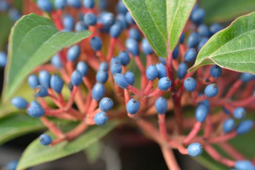 David viburnum blue berries close up - Latin name - Viburnum davidii