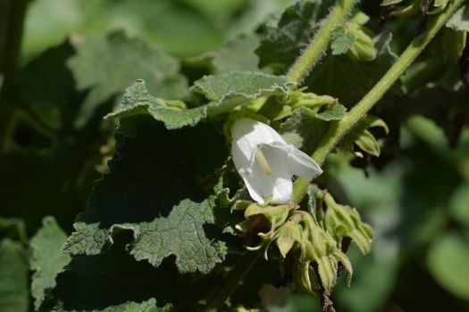 Woolly bellflower - Latin name - Campanula lanata