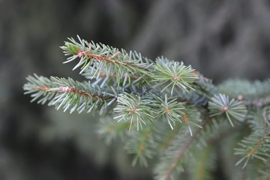 Close up of an omorica branch - Latin name - Picea omorika