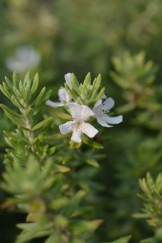 Coastal rosemary - Latin name - Westringia fruticosa