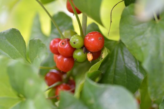 Black bryony red fruit - Latin name - Dioscorea communis (Tamus communis)