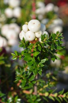 Prickly heath white berries - Latin name - Gaultheria mucronata (Pernettya mucronata)