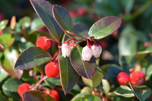 American wintergreen flowers and berries - Latin name - Gaultheria procumbens