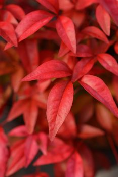 Heavenly bamboo Fire Power - Latin name - Nandina domestica Fire Power