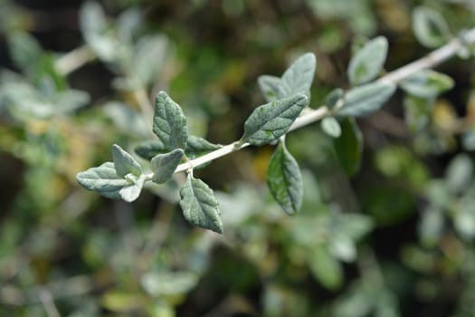 Tree germander - Latin name - Teucrium fruticans