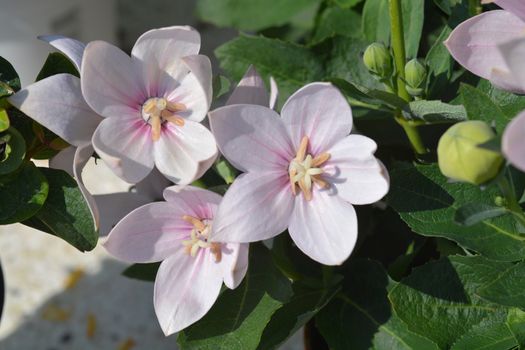 Pale pink Balloon flower - Latin name - Platycodon grandiflorus