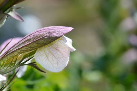 Balkan bears breeches flower close up - Latin name - Acanthus hungaricus (Acanthus balcanicus)