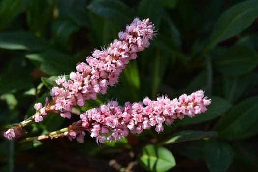 Himalayan bistort - Latin name - Polygonum affine (Persicaria affinis)