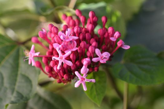 Rose glorybower flower buds - Latin name - Clerodendrum bungei