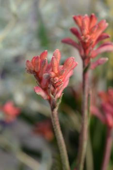 Kangaroo paw Beauty Red - Latin name - Anigozanthos Beauty Red