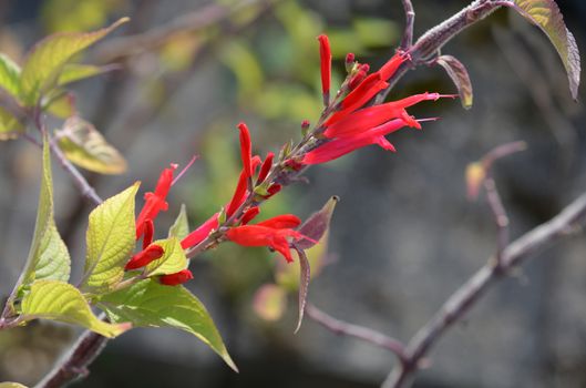 Pineapple sage Ananas - Latin name - Salvia elegans Ananas