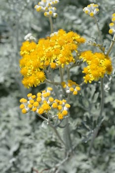 Silver ragwort yellow flowers - Latin name - Senecio cineraria Cirrus