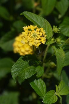 Yellow shrub verbena flower - Latin name - Lantana camara