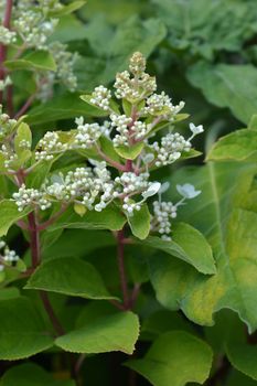 Panicled hydrangea white flowers - Latin name - Hydrangea paniculata