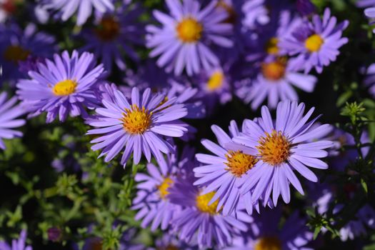 Aster Professor Kippenberg - Latin name - Aster dumosus Professor Kippenberg