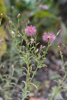 South American daisy - Latin name - Noticastrum diffusum