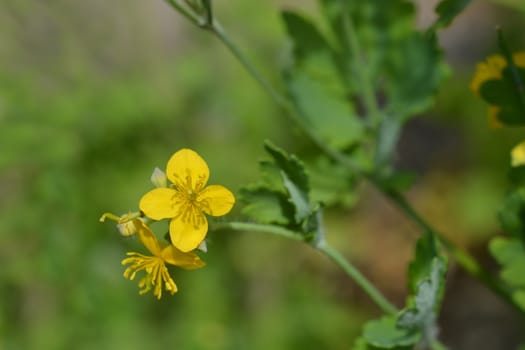 Yellow Greater celandine flower - Latin name - Chelidonium Majus