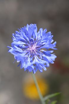 Blue Cornflower flower - Latin name - Cyanus segetum (Centaurea cyanus)